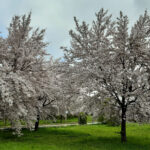 Thérapie de l'Etre a group of trees with white flowers