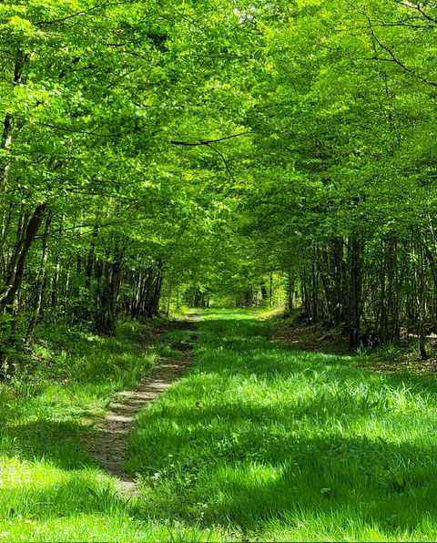 PSYNITUDE PAYSAGE IMAGE ILLUSTRATION ACCUEIL