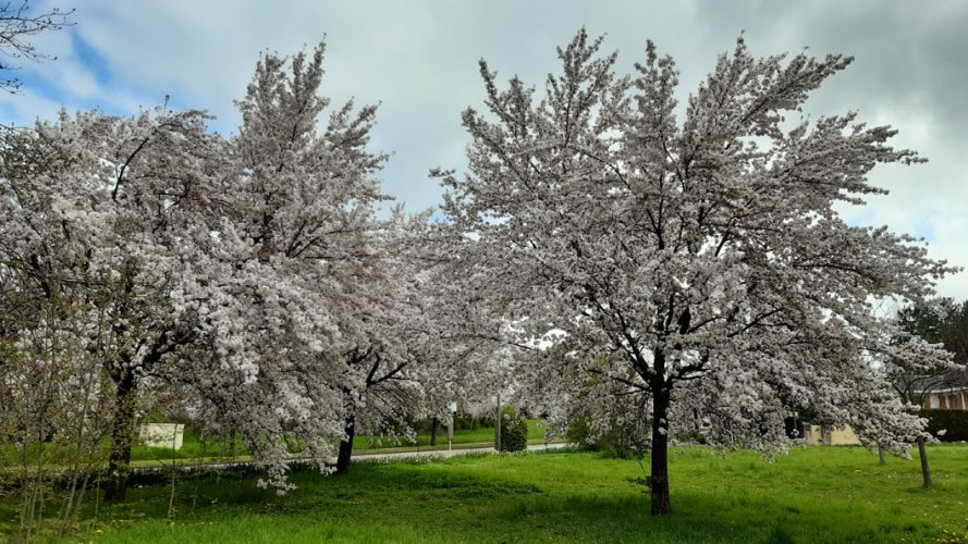 2023-04-16_12h09,Metz-Plantières Thérapie de l'Etre a group of trees with white flowers